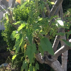 Pittocaulon praecox