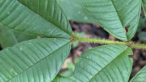 Syzygium hirtum observed 2025-08-31