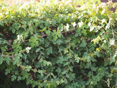 Vitis thunbergii