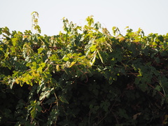 Vitis thunbergii