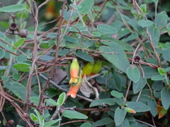 Marianthus bignoniaceus