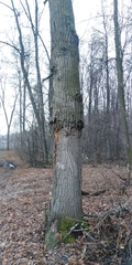 Pseudomonas