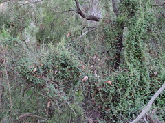 Marianthus bignoniaceus