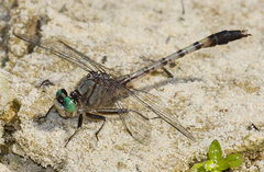 Arigomphus pallidus