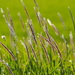Cogon Grass - Photo no rights reserved, uploaded by 葉子