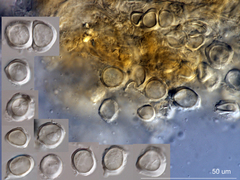 Entyloma microsporum image