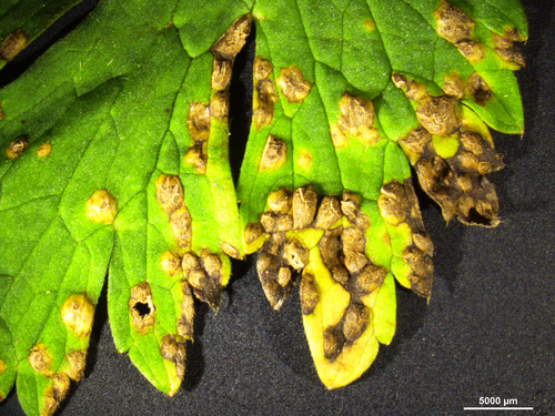 Representative image of Entylomatales