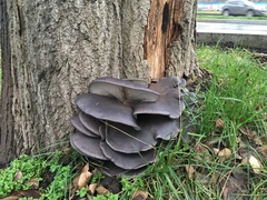 Pleurotus ostreatus
