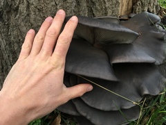 Pleurotus ostreatus