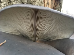 Pleurotus ostreatus
