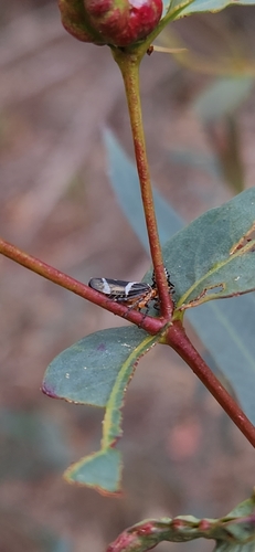 Eurymeloides punctata, 2025-08-31