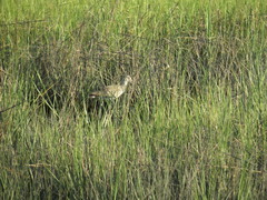 Tringa semipalmata semipalmata