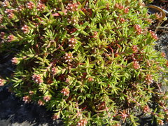 Crassula pruinosa