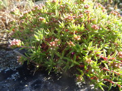 Crassula pruinosa