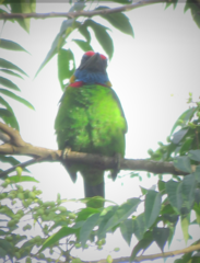 Psilopogon rafflesii