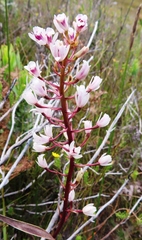 Eulophia barbata