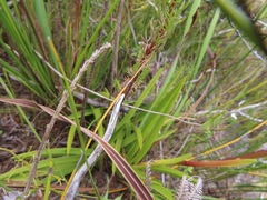 Eulophia barbata