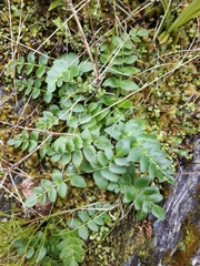 Gingidia montana