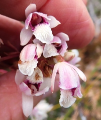 Eulophia barbata