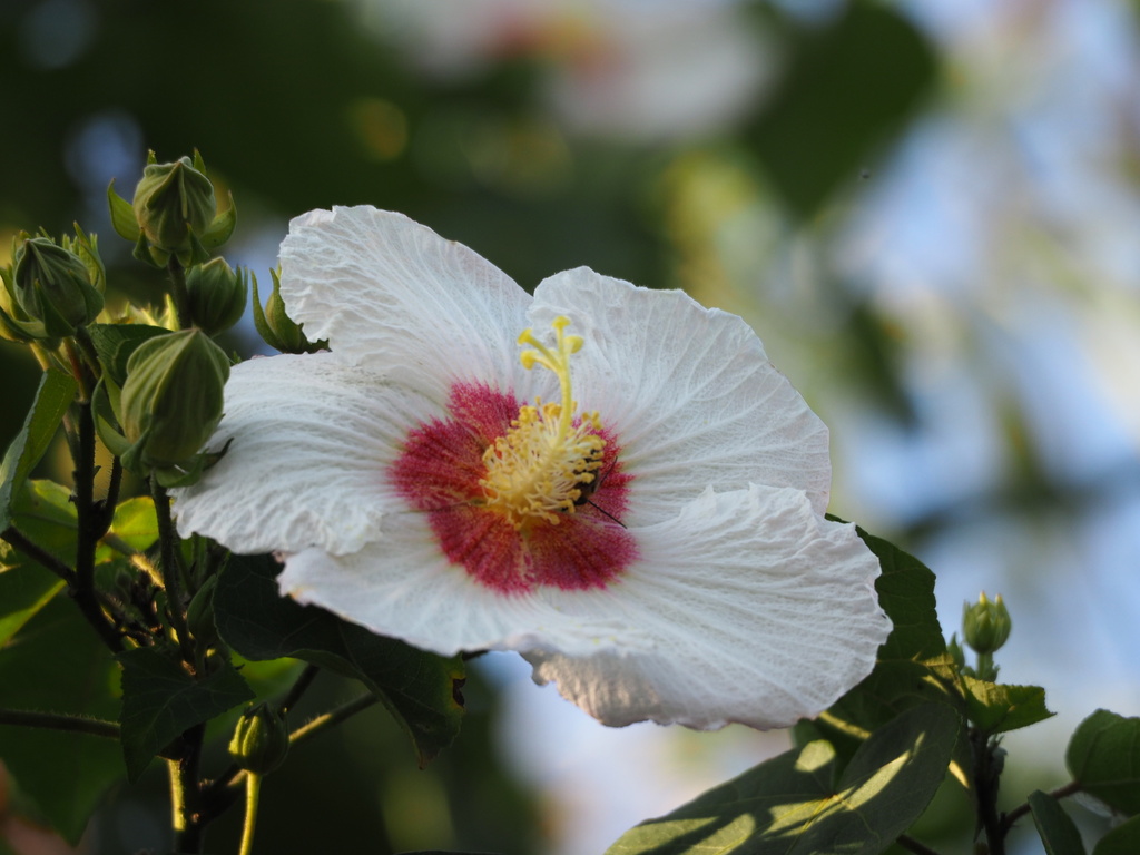 Taiwan cotton rose