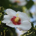 Hibiscus taiwanensis - Photo Oikeuksia ei pidätetä, lähettänyt 葉子
