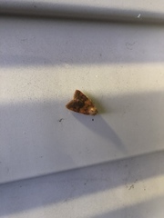 Sparganothis sulfureana