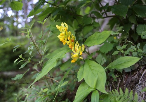 Polygala reinii iNat (2)
