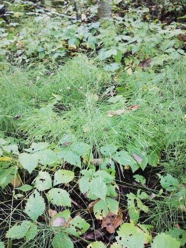 Equisetum pratense iNat (1)
