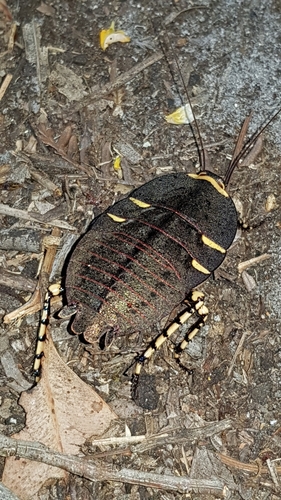 Genus Polyzosteria · iNaturalist