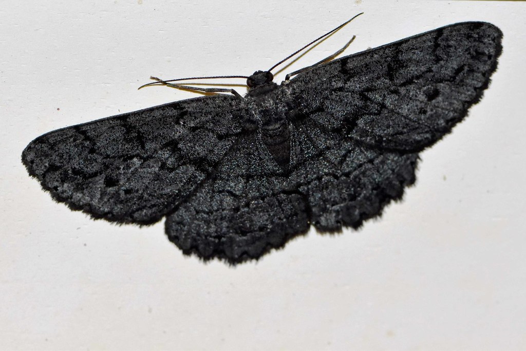 Hypomecis pissinopa