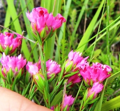 Erica bracteolaris