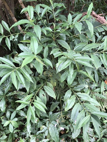 Ardisia virens