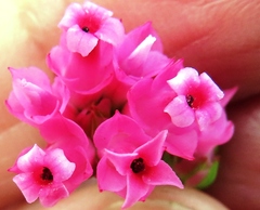 Erica bracteolaris