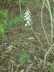 Habenaria plantaginea