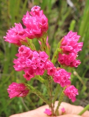 Erica bracteolaris