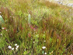 Erica bracteolaris
