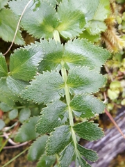 Gingidia montana
