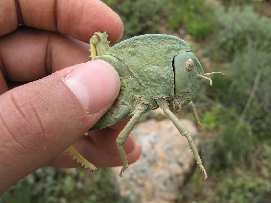 Tropidauchenini