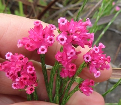 Erica bracteolaris