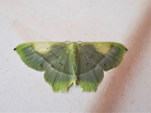 Chloractis obnubilata