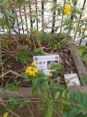 Lantana camara