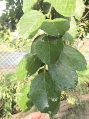 Cordia dichotoma