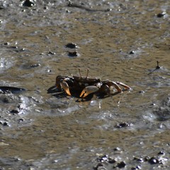 Macrophthalmus japonicus