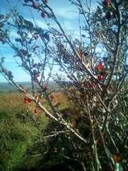 Cotoneaster simonsii
