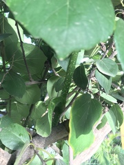 Cordia dichotoma