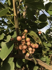 Cordia dichotoma