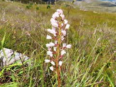 Eulophia barbata