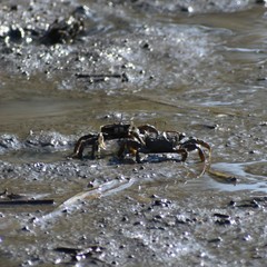 Macrophthalmus japonicus