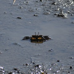 Macrophthalmus japonicus