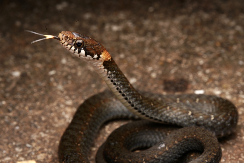 Pope's Keelback